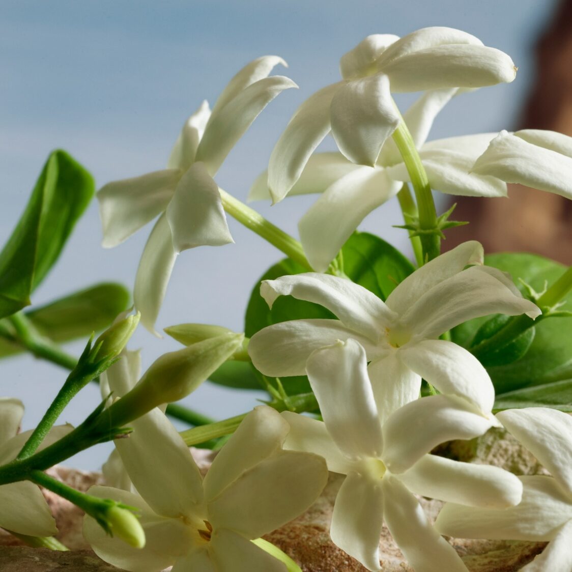 Dolce&Gabbana Q Parfum