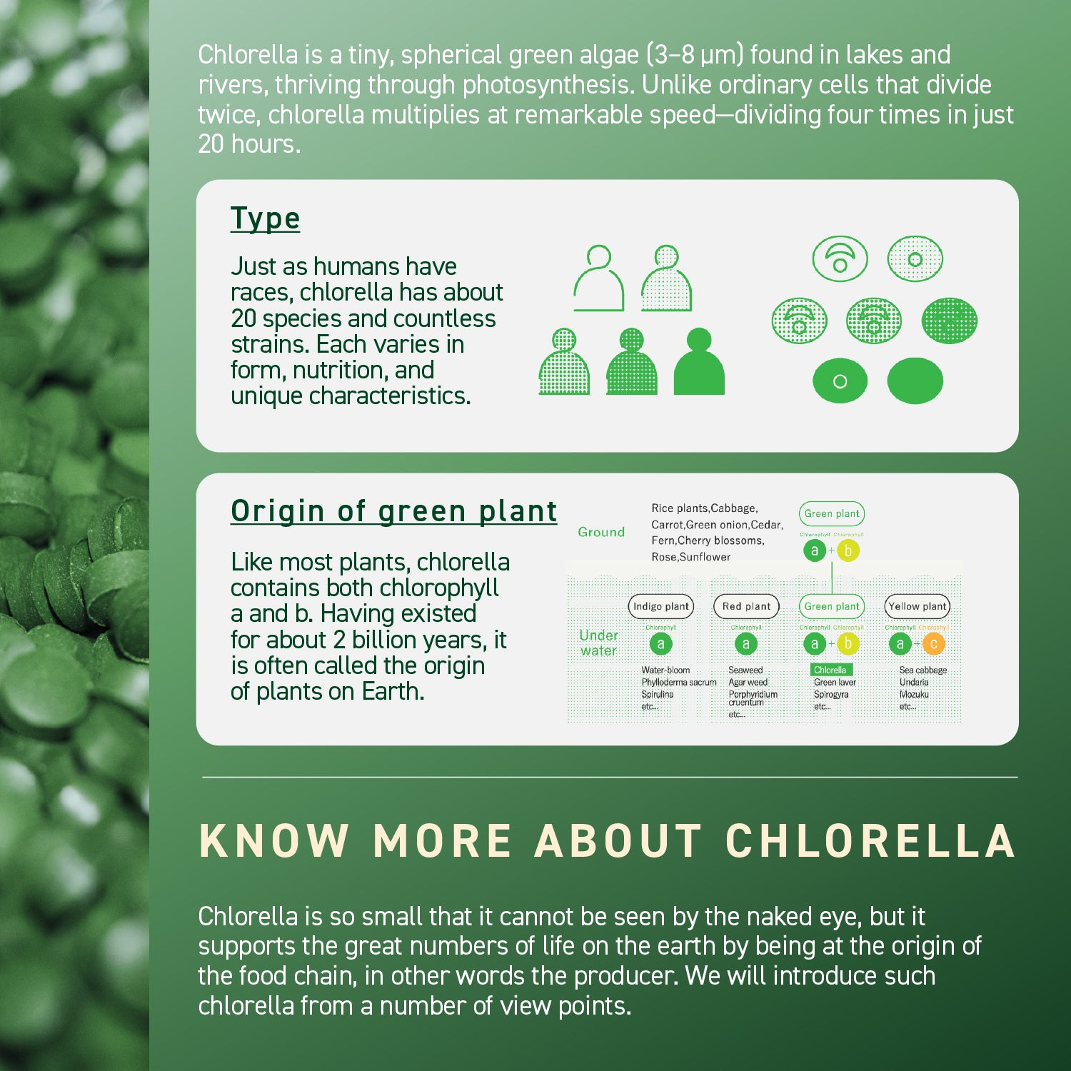 Chlorella Theory (1-pack)
