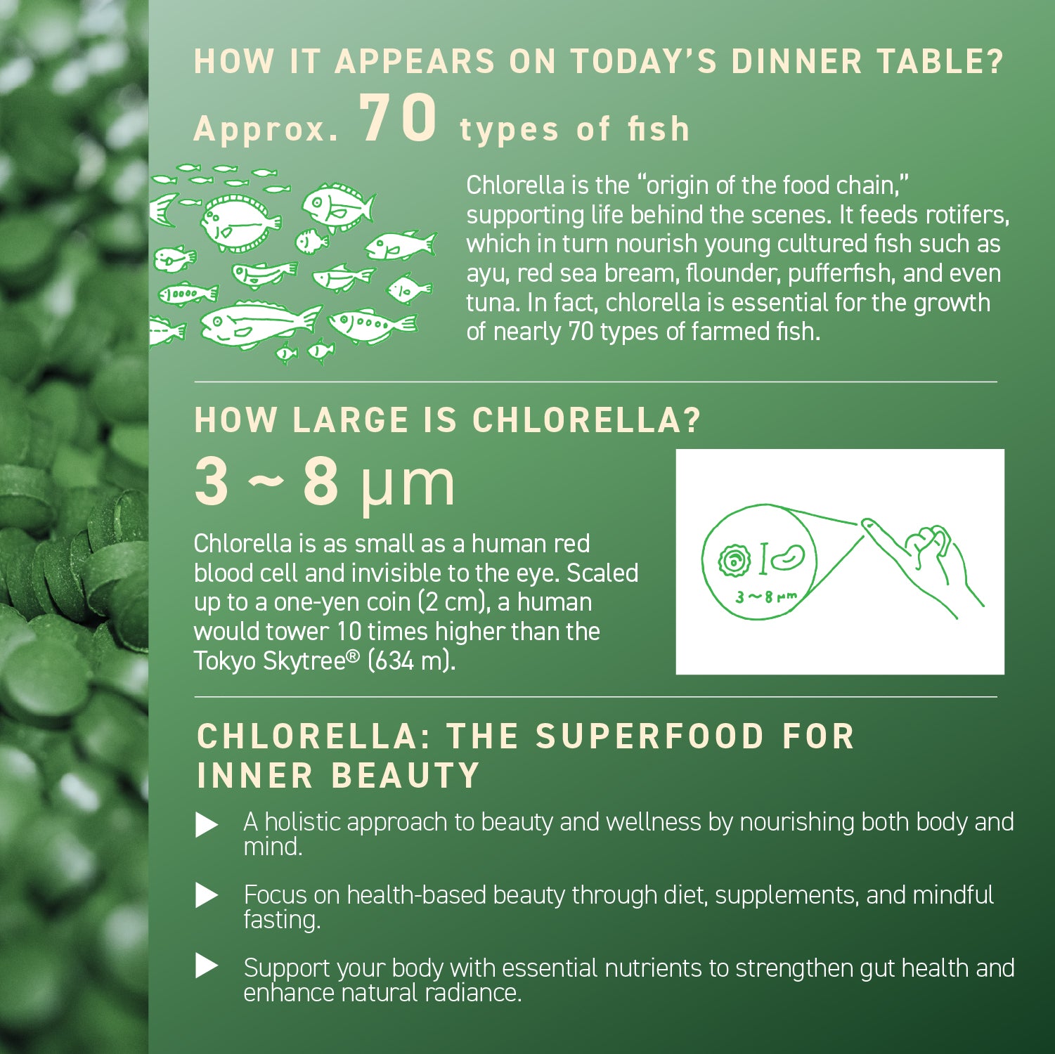 Chlorella Theory (1-pack)