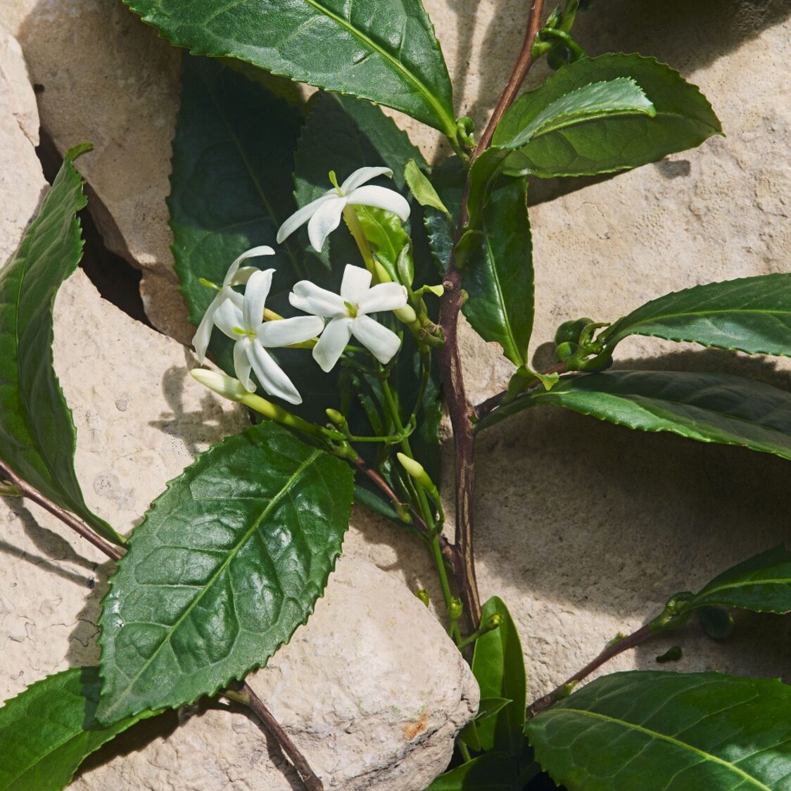 Dolce&Gabbana Capri In Love EDP