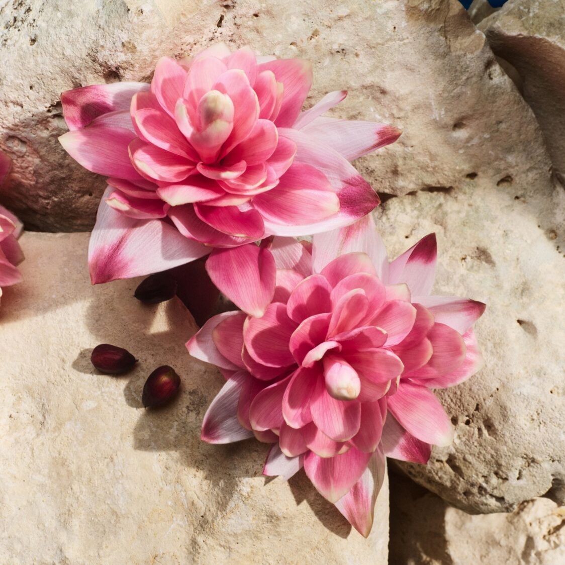 Dolce&Gabbana Capri In Love EDP