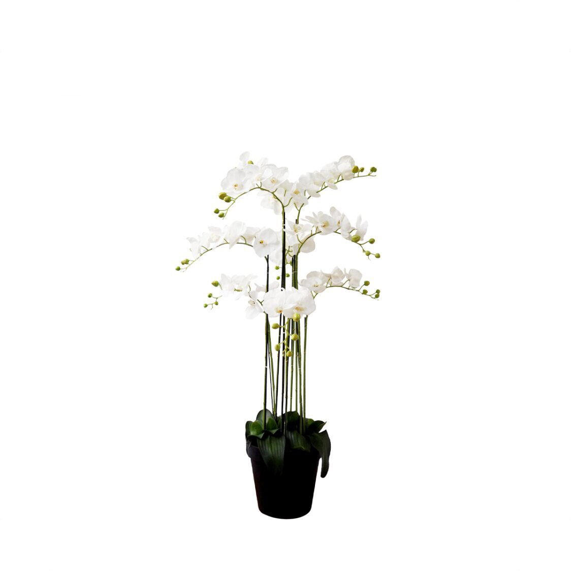 Pollyanna 9 Stalk Potted White Orchid