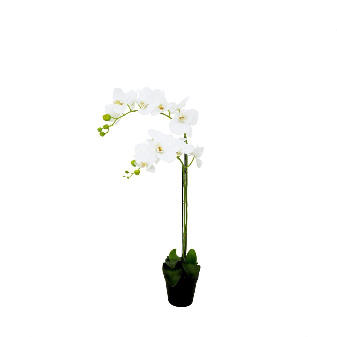 Pollyanna 2 Stalk Potted White Orchid - Metro Singapore Departmental Store - Celebrating 69 Years in SG