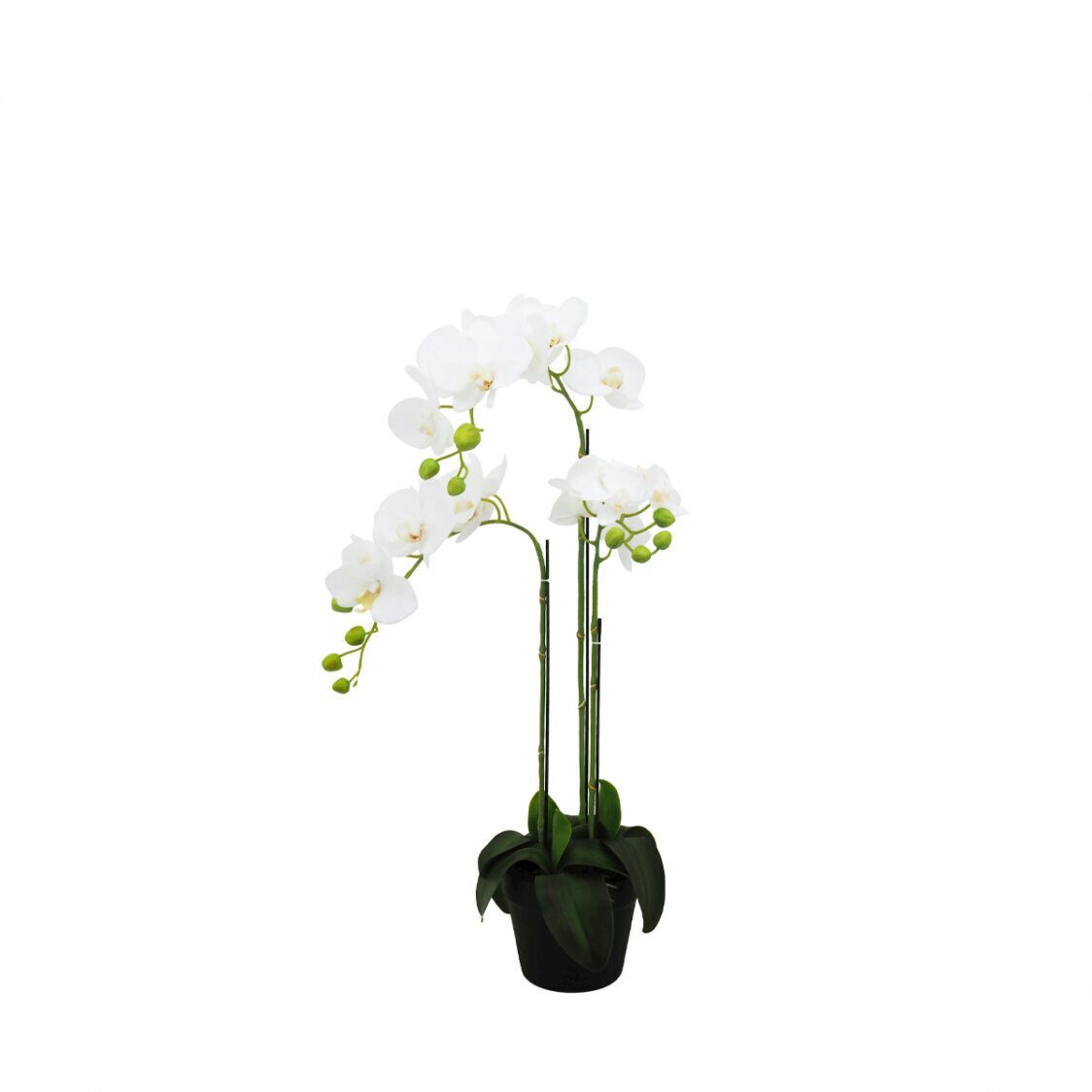 Pollyanna 3 Stalk Potted White Orchid - Metro Singapore Departmental Store - Celebrating 69 Years in SG