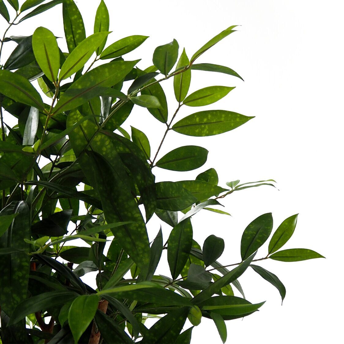 Pollyanna Dracena Surculosa Tree - Metro Singapore Departmental Store - Celebrating 69 Years in SG