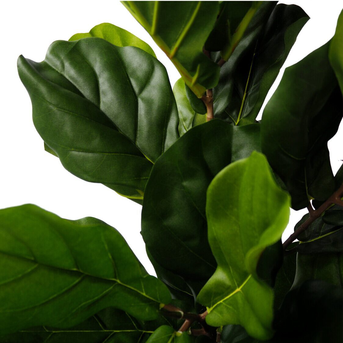 Pollyanna Fiddle Leaf Fig Plant (Small) - Metro Singapore Departmental Store - Celebrating 69 Years in SG