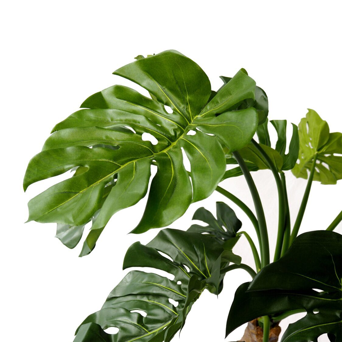Pollyanna Spilt Philo Potted Plant - Metro Singapore Departmental Store - Celebrating 69 Years in SG