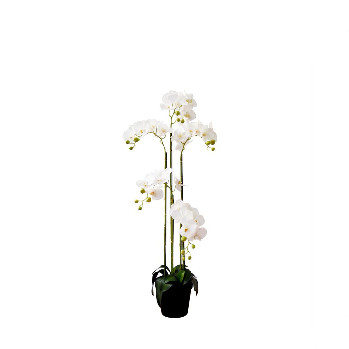 Pollyanna 5 Stalk Potted White Orchid