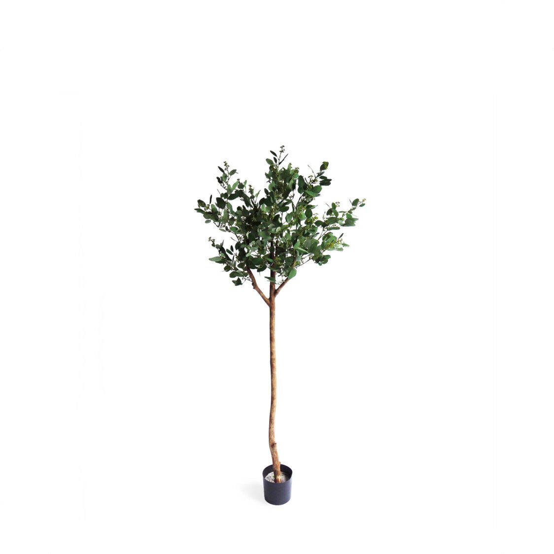 Pollyanna Poppel Ball Potted Tree with Beans