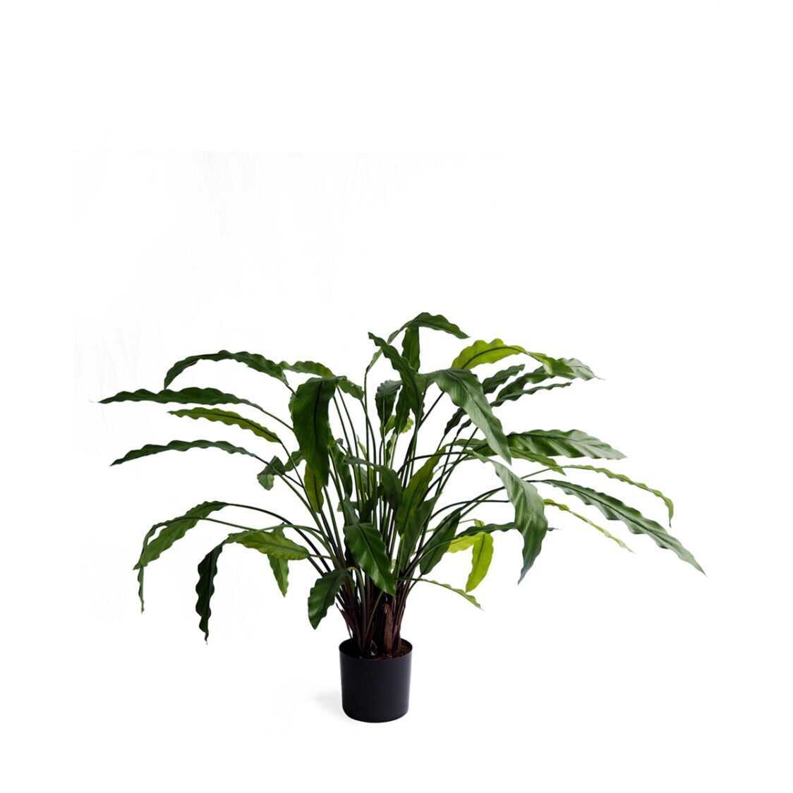 Pollyanna Calathea Bush