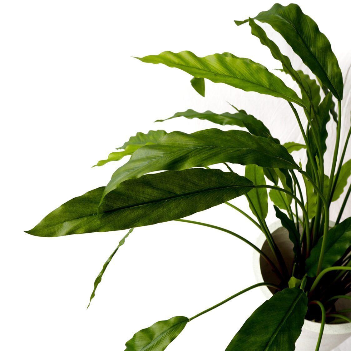 Pollyanna Calathea Bush