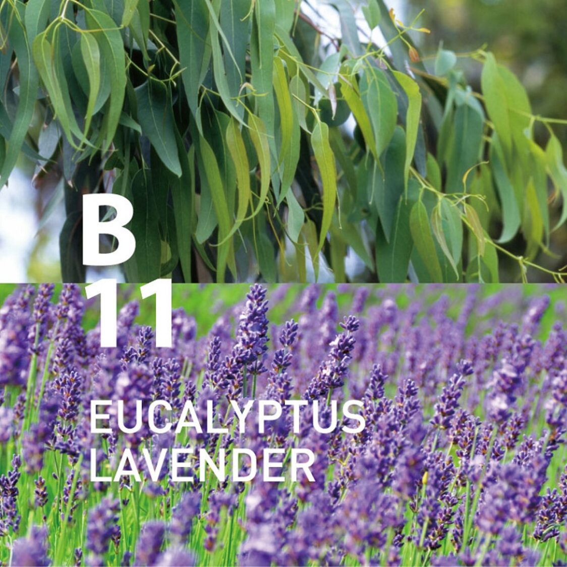 Ataroma B11 Eucalyptus Lavender 10ml