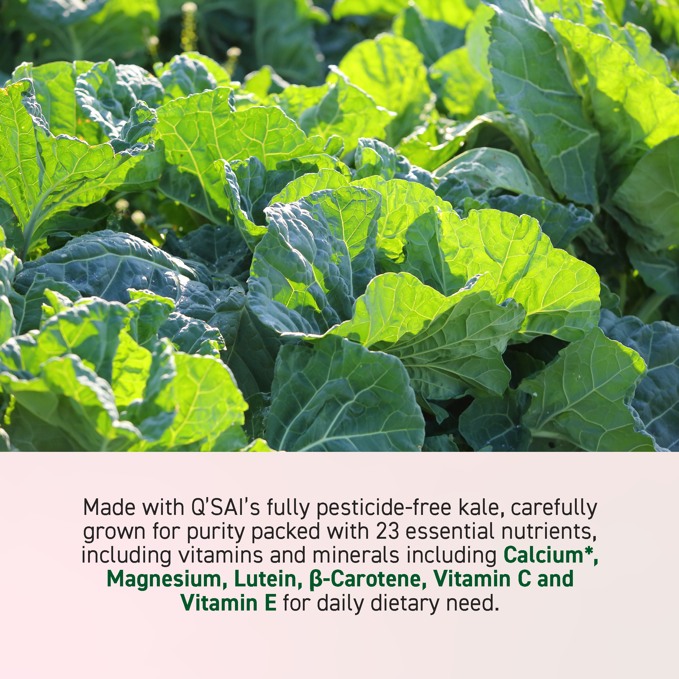 Beme Meister Kale & Grass-Fed Milk Protein