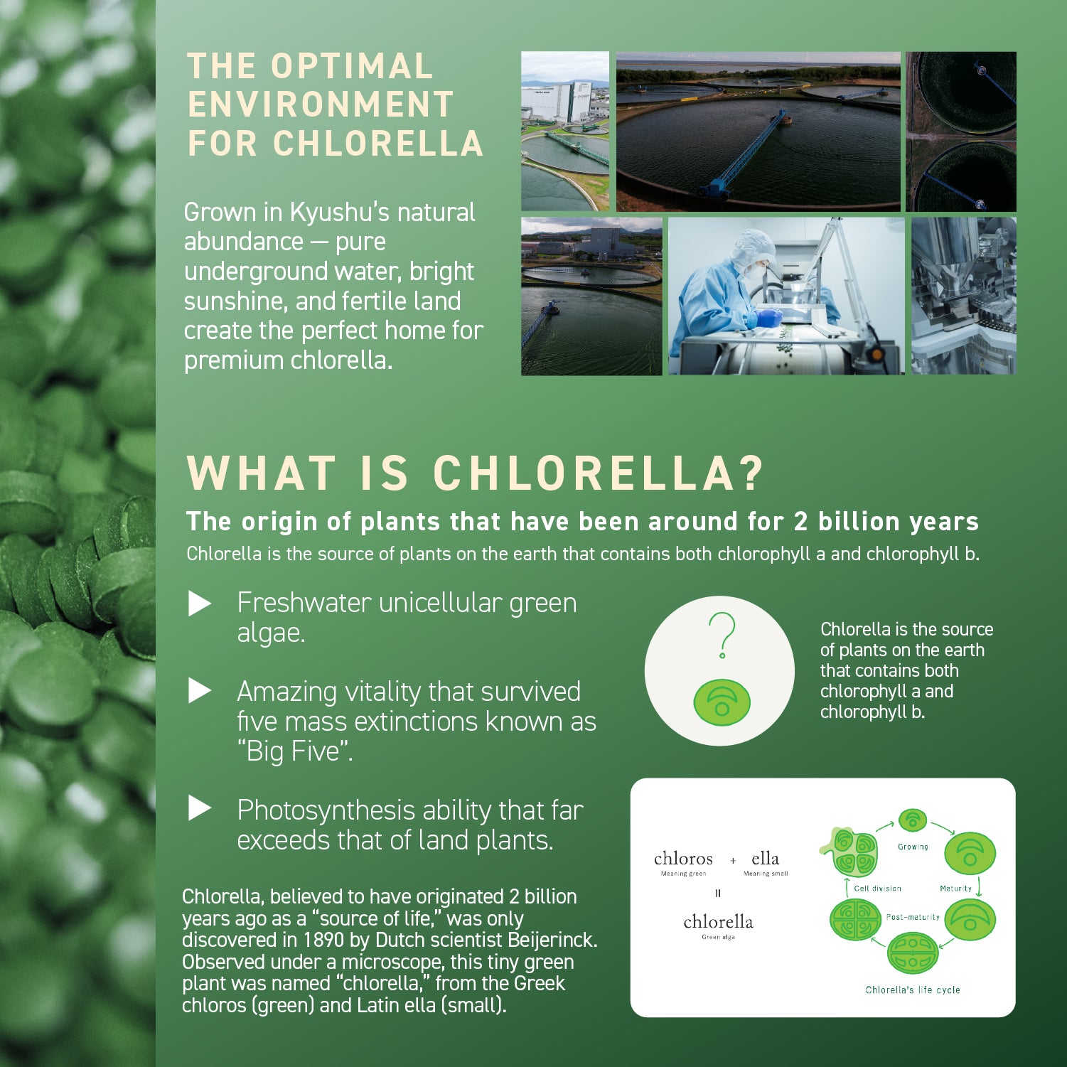 Chlorella Theory (1-pack)