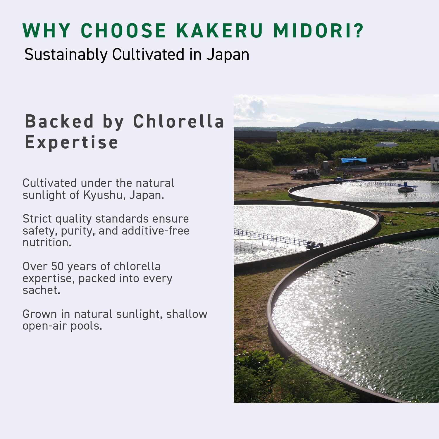Chlorella  Kakeru Midori