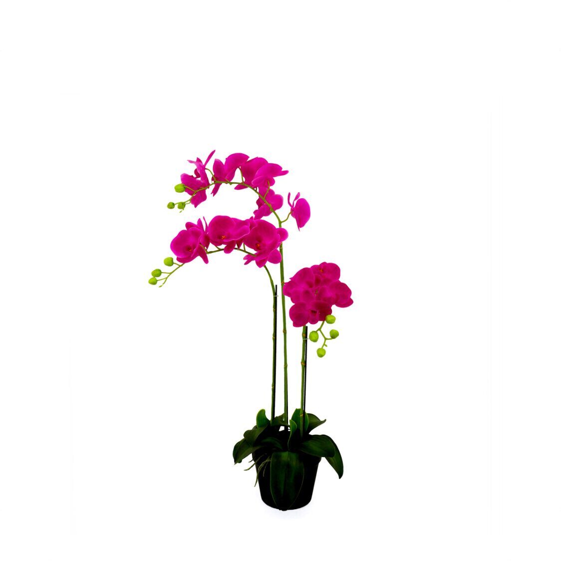 Pollyanna 3 Stalk Potted Fuschia Orchid