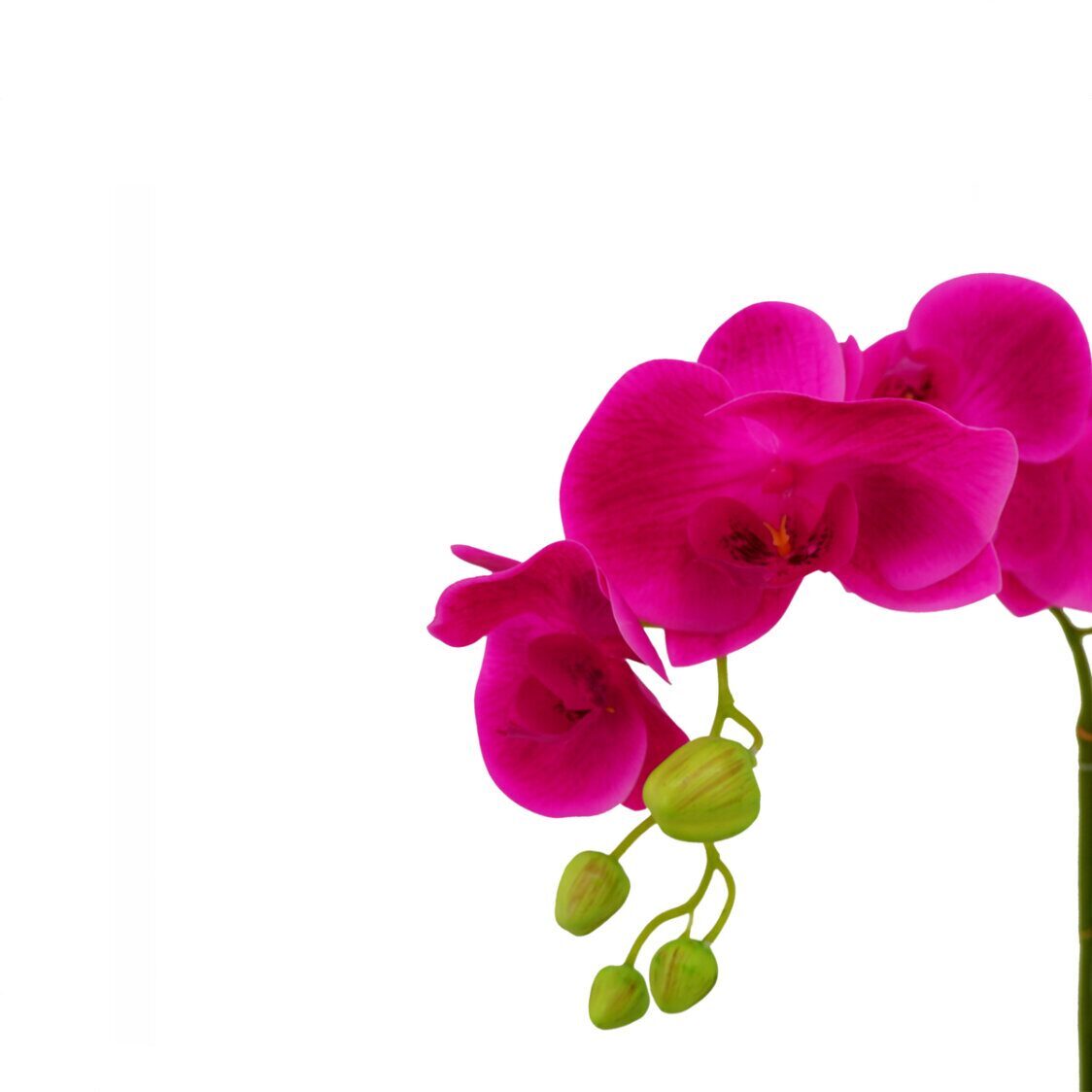 Pollyanna 3 Stalk Potted Fuschia Orchid