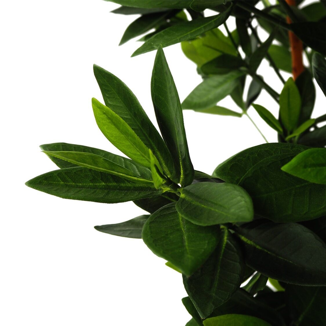 Pollyanna Potted Sweet Link Ball Tree