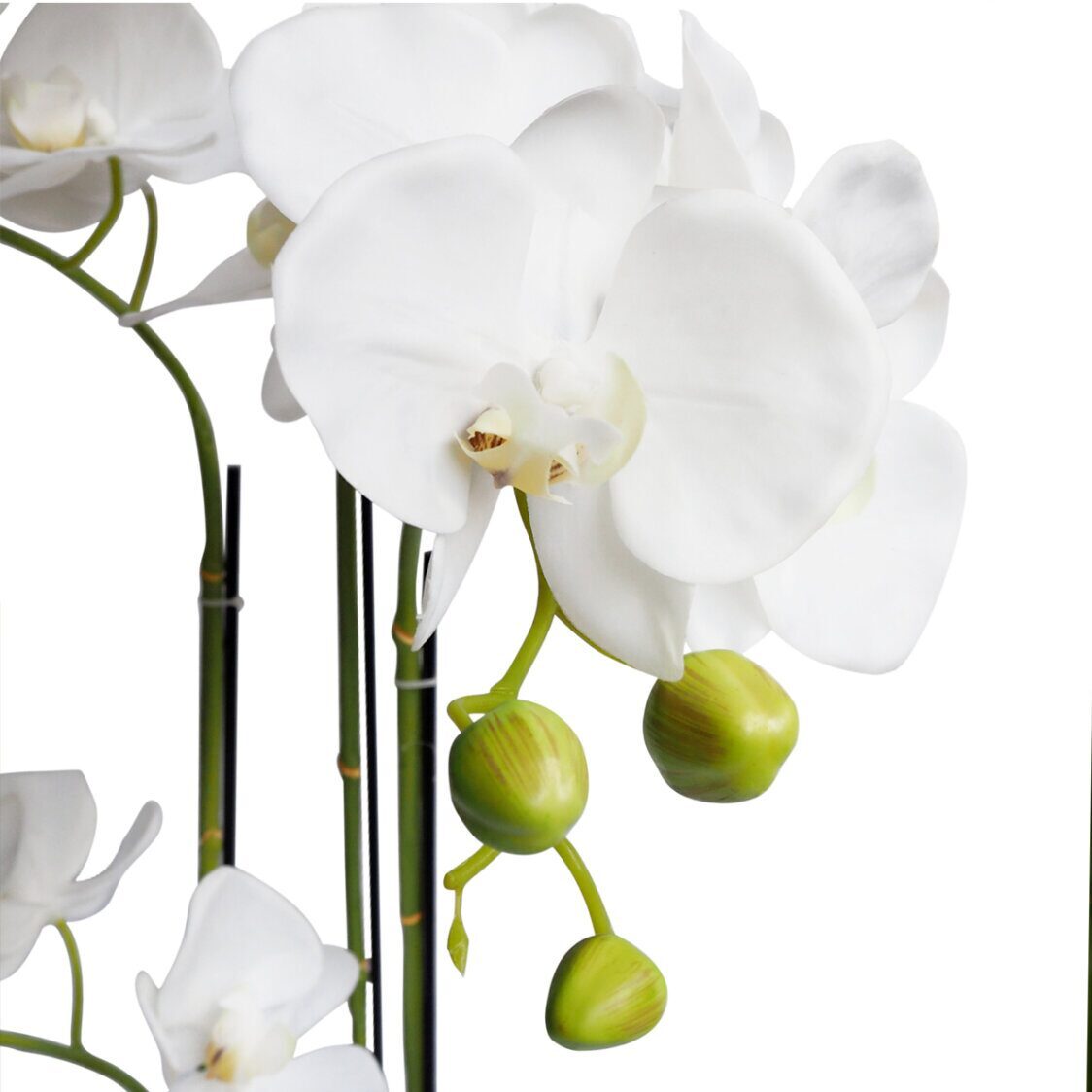 Pollyanna 9 Stalk Potted White Orchid