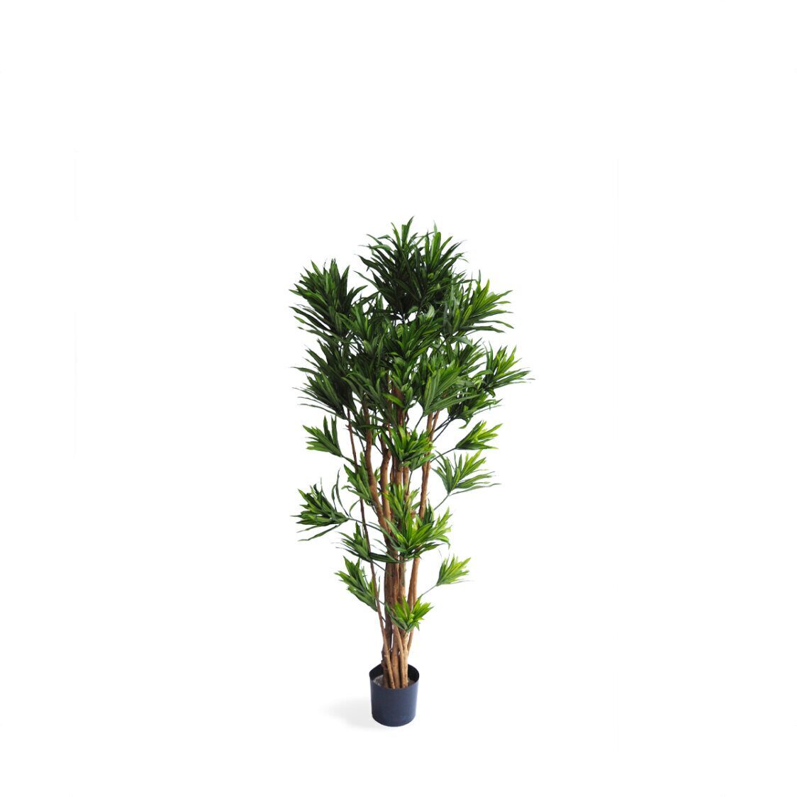 Pollyanna Dracena Reflexa Tree - Metro Singapore Departmental Store - Celebrating 69 Years in SG