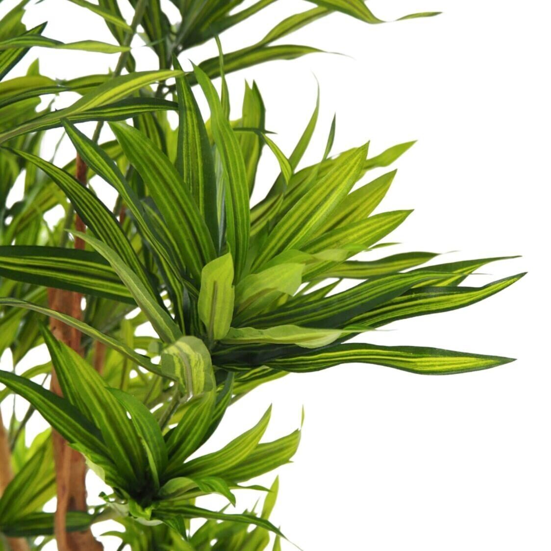 Pollyanna Dracena Reflexa Tree - Metro Singapore Departmental Store - Celebrating 69 Years in SG