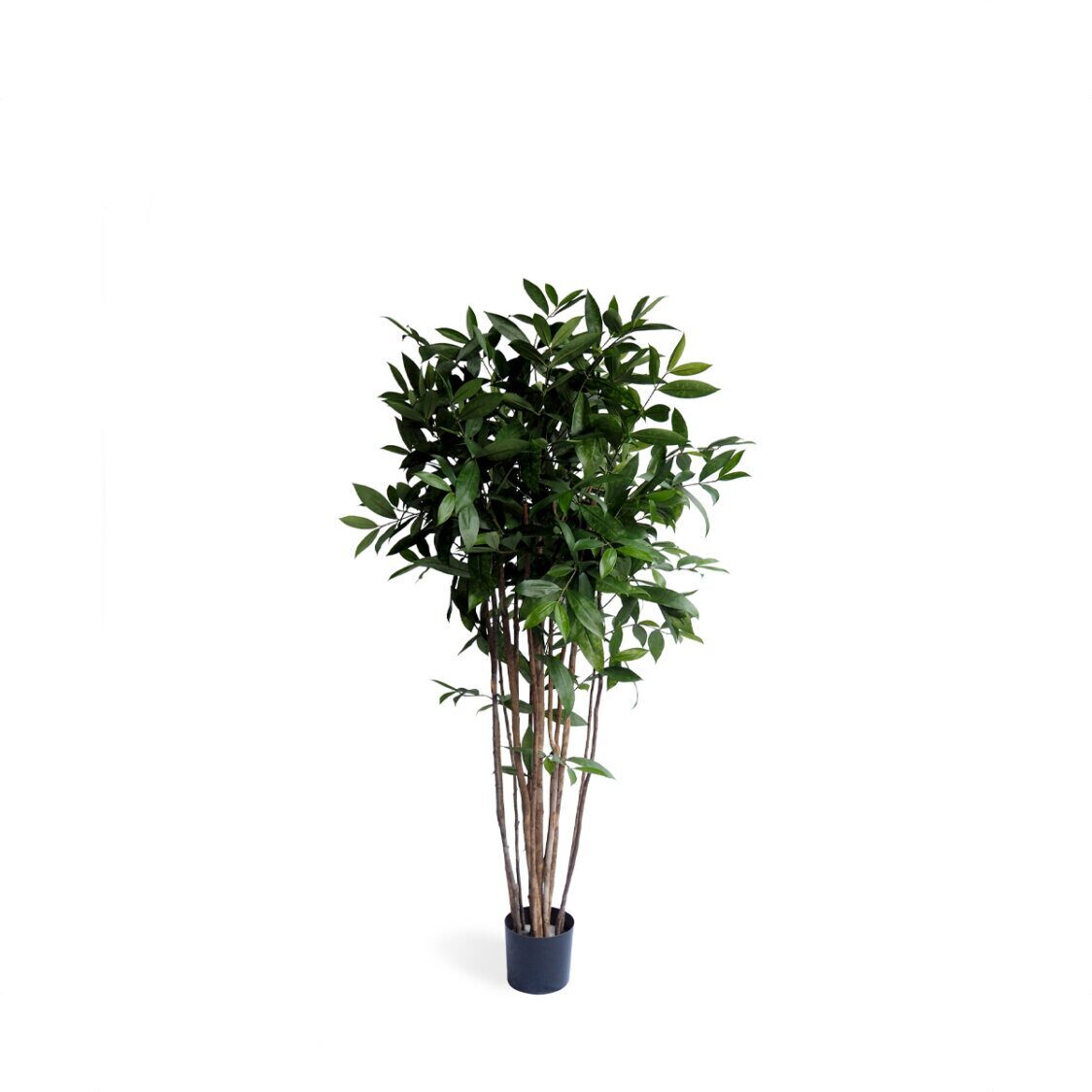 Pollyanna Dracena Surculosa Tree - Metro Singapore Departmental Store - Celebrating 69 Years in SG