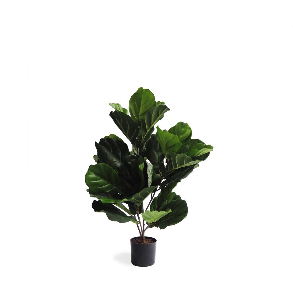 Pollyanna Fiddle Leaf Fig Plant (Small) - Metro Singapore Departmental Store - Celebrating 69 Years in SG