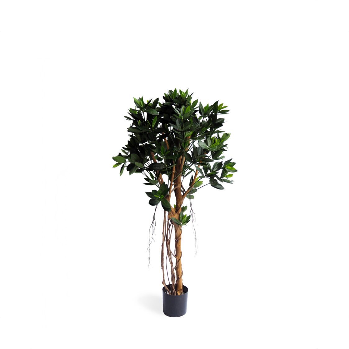 Pollyanna Potted Sweet Link Ball Tree - Metro Singapore Departmental Store - Celebrating 69 Years in SG